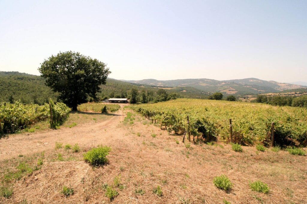 1541-Azienda vitivinicola con produzione di vini di alta qualita' in posizione collinare con vista panoramica-Scansano-4 Agenzia Immobiliare ASIP