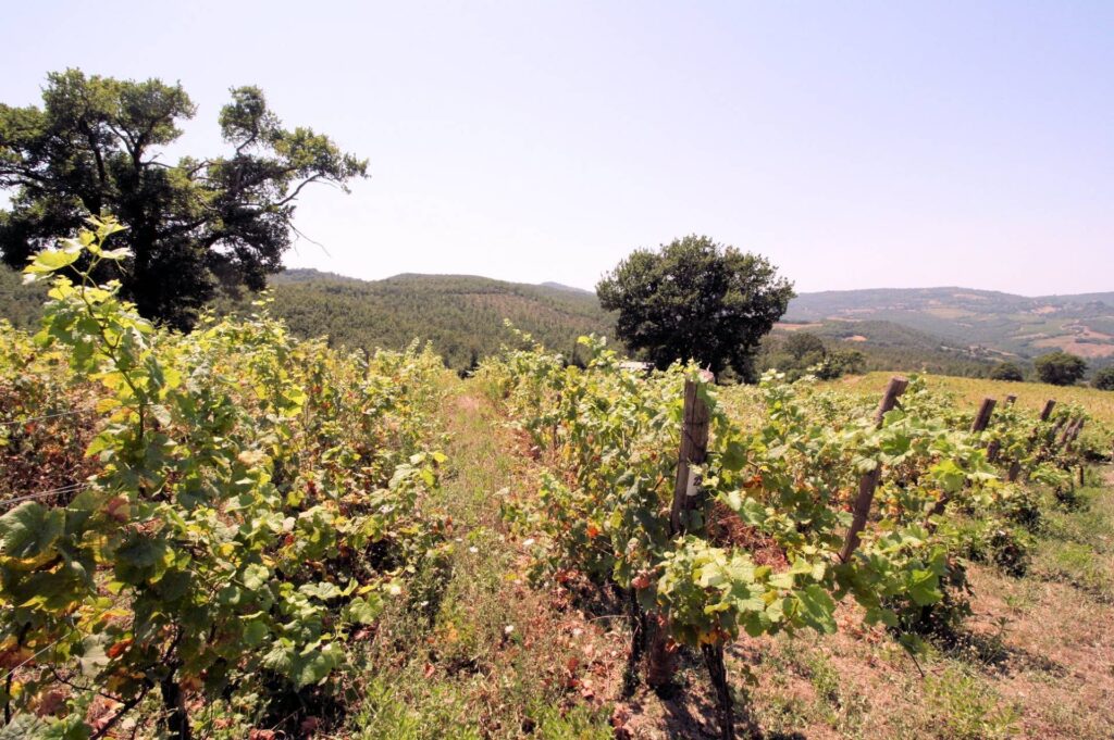1541-Azienda vitivinicola con produzione di vini di alta qualita' in posizione collinare con vista panoramica-Scansano-9 Agenzia Immobiliare ASIP