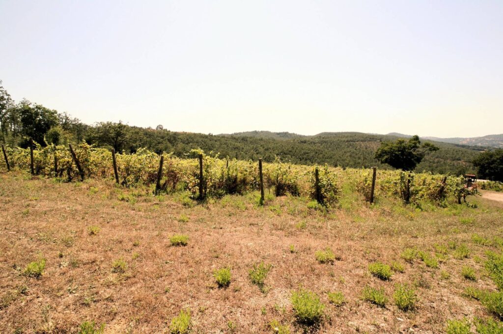 1541-Azienda vitivinicola con produzione di vini di alta qualita' in posizione collinare con vista panoramica-Scansano-15 Agenzia Immobiliare ASIP