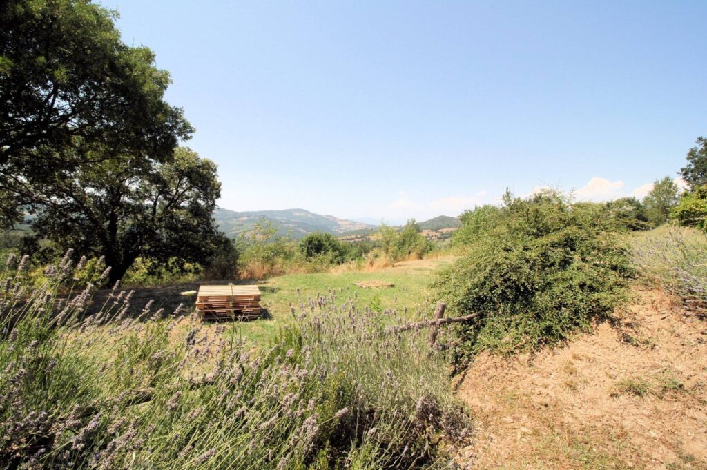1541-Azienda vitivinicola con produzione di vini di alta qualita' in posizione collinare con vista panoramica-Scansano-23 Agenzia Immobiliare ASIP