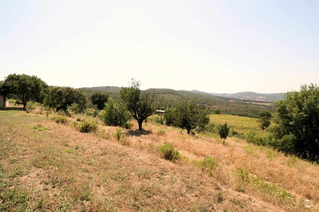 1541-Azienda vitivinicola con produzione di vini di alta qualita' in posizione collinare con vista panoramica-Scansano-31 Agenzia Immobiliare ASIP