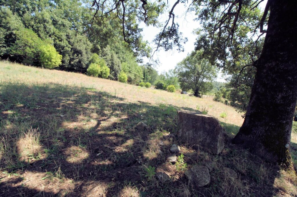 1541-Azienda vitivinicola con produzione di vini di alta qualita' in posizione collinare con vista panoramica-Scansano-32 Agenzia Immobiliare ASIP