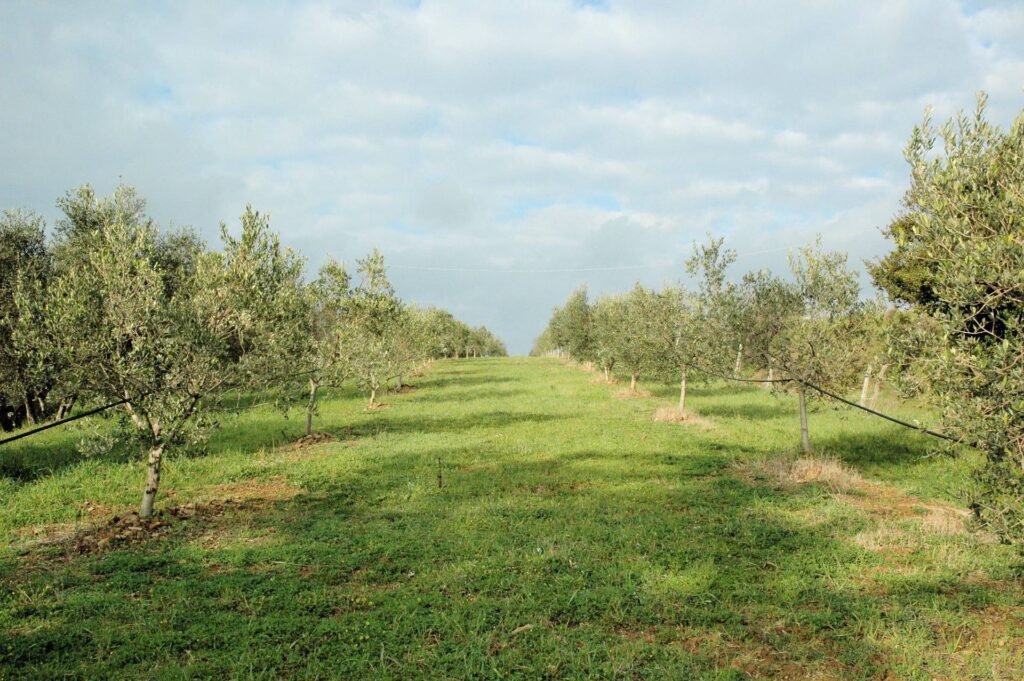 1556-Casale con oliveto vicino a Grosseto-Grosseto-3 Agenzia Immobiliare ASIP