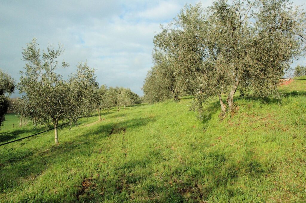 1556-Casale con oliveto vicino a Grosseto-Grosseto-6 Agenzia Immobiliare ASIP