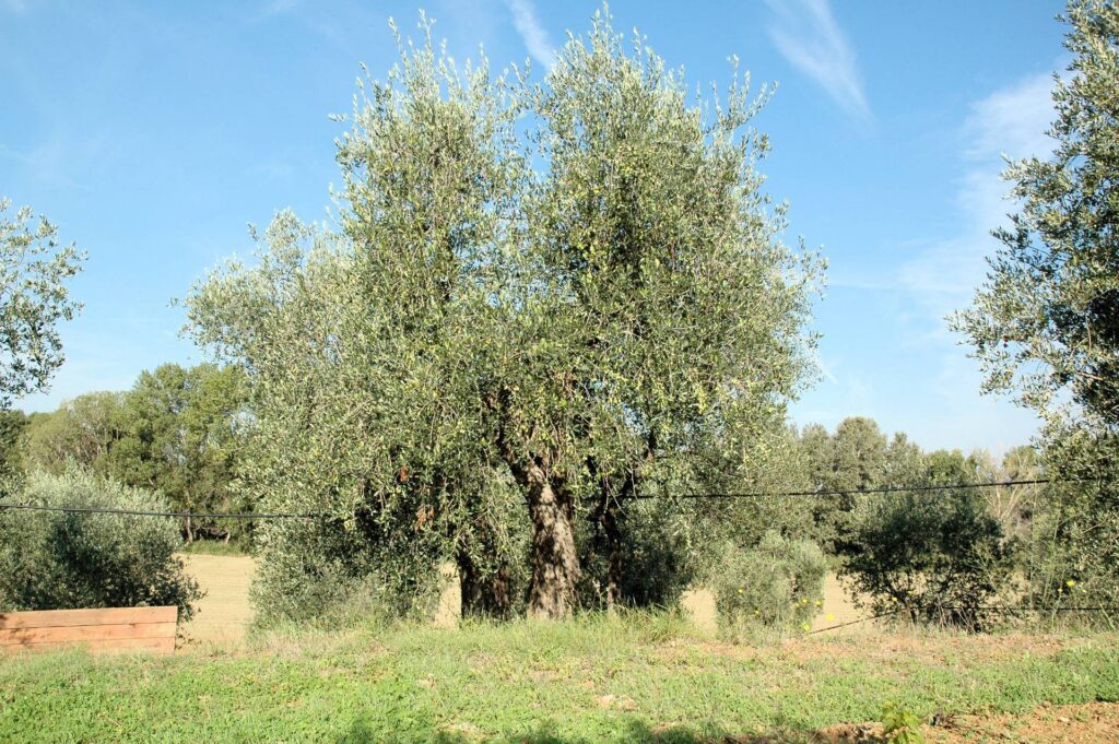 1556-Casale con oliveto vicino a Grosseto-Grosseto-10 Agenzia Immobiliare ASIP