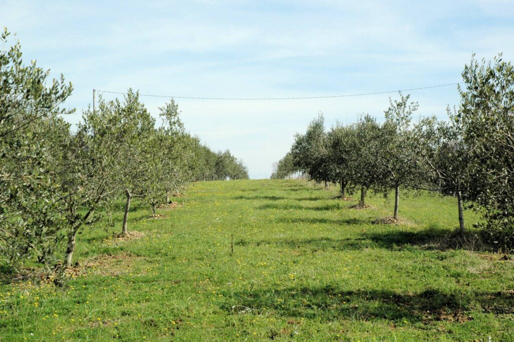 1556-Casale con oliveto vicino a Grosseto-Grosseto-12 Agenzia Immobiliare ASIP