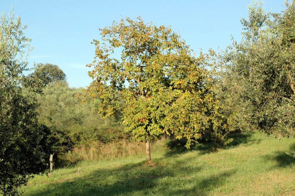 1556-Casale con oliveto vicino a Grosseto-Grosseto-14 Agenzia Immobiliare ASIP
