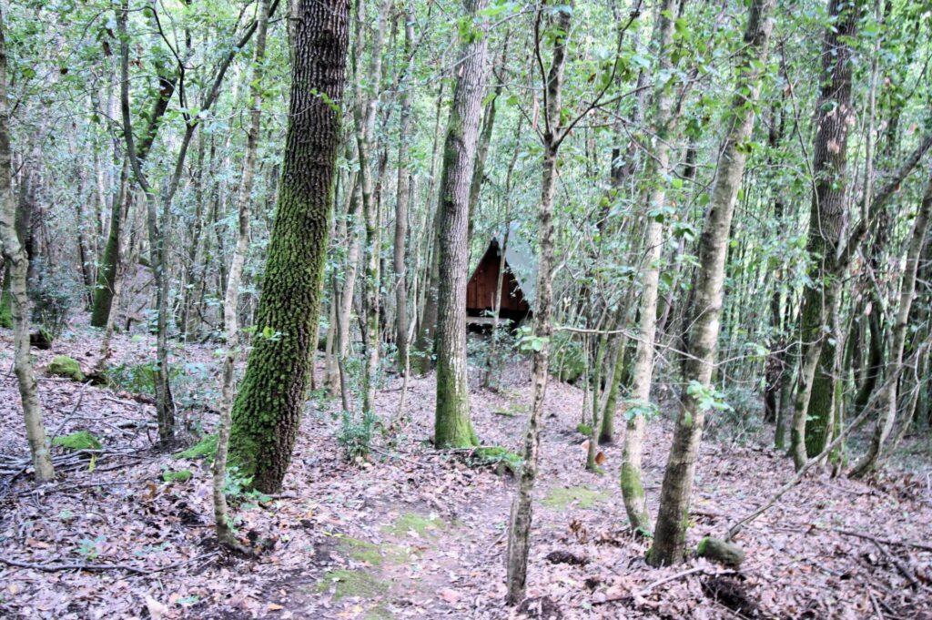 1562-"La casa nel bosco" immersa nella natura-Roccastrada-19 Agenzia Immobiliare ASIP