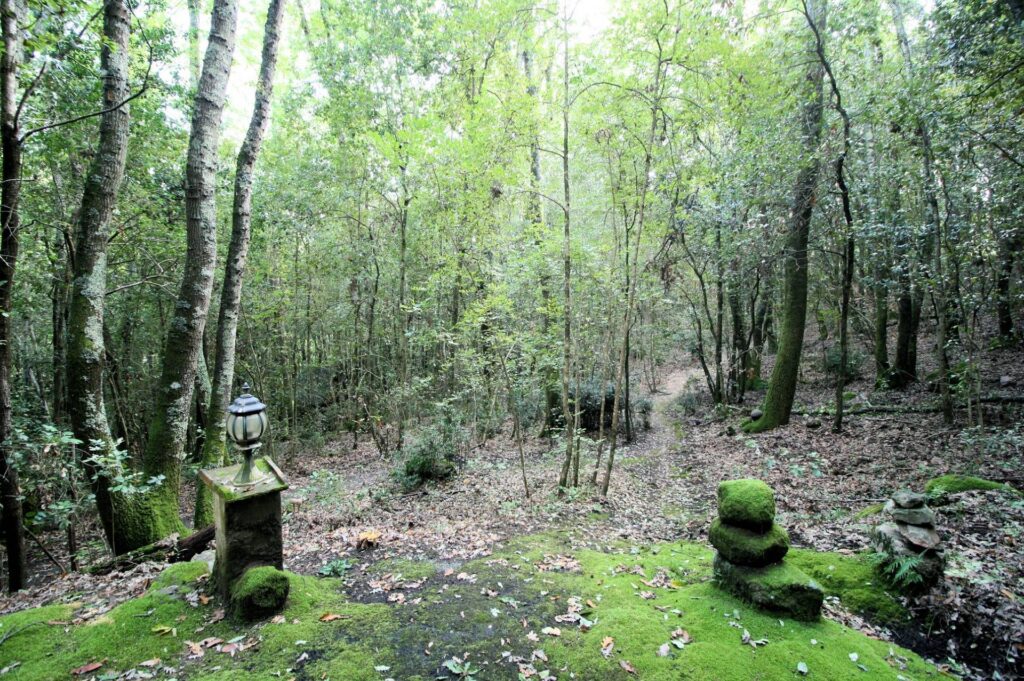 1562-"La casa nel bosco" immersa nella natura-Roccastrada-20 Agenzia Immobiliare ASIP