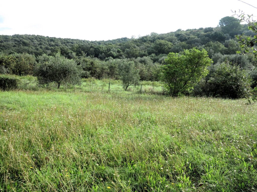 1568-Casa singola composta da due appartamenti indipendenti con ampio terreno-Scarlino-3 Agenzia Immobiliare ASIP
