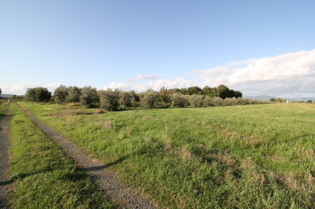 1572-Piccolo podere nella pianura Maremmana-Roccastrada-3 Agenzia Immobiliare ASIP
