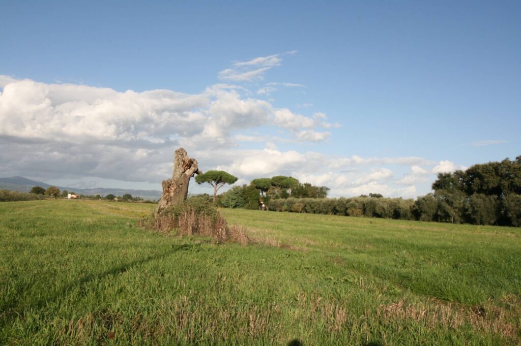 1572-Piccolo podere nella pianura Maremmana-Roccastrada-4 Agenzia Immobiliare ASIP