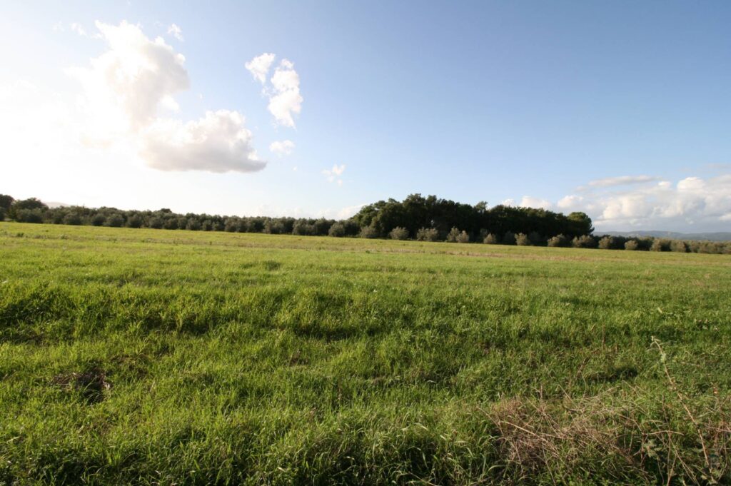 1572-Piccolo podere nella pianura Maremmana-Roccastrada-5 Agenzia Immobiliare ASIP