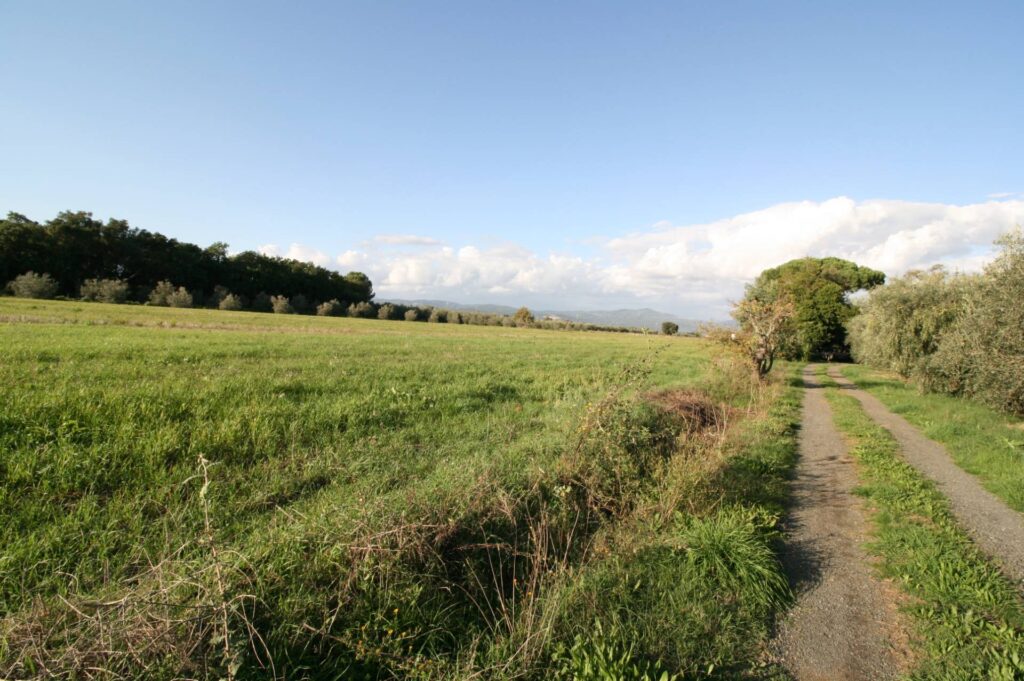 1572-Piccolo podere nella pianura Maremmana-Roccastrada-6 Agenzia Immobiliare ASIP