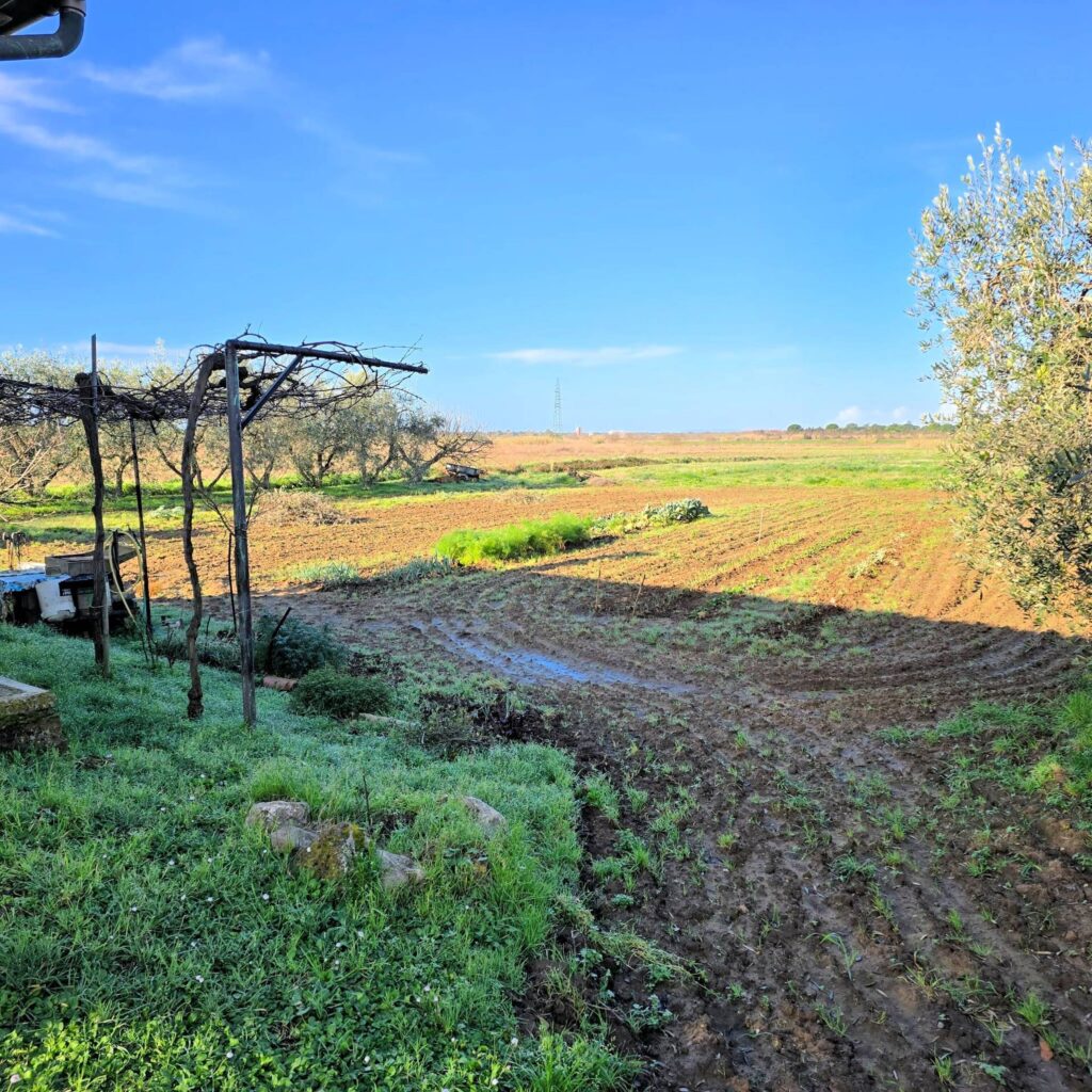1089-Annesso agricolo con ampio terreno vicino al mare-Scarlino-10 Agenzia Immobiliare ASIP