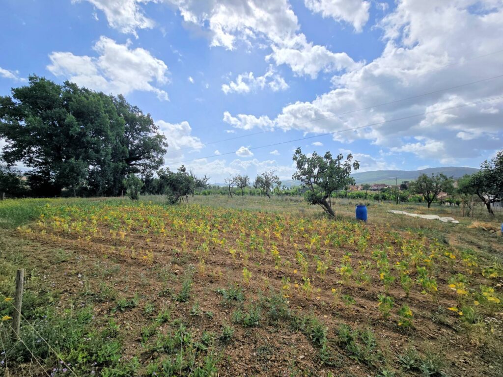 1647-Porzione terratetto di villetta bifamiliare con annessi e ampio terreno in posizione panoramica-Barberino di Mugello-17 Agenzia Immobiliare ASIP