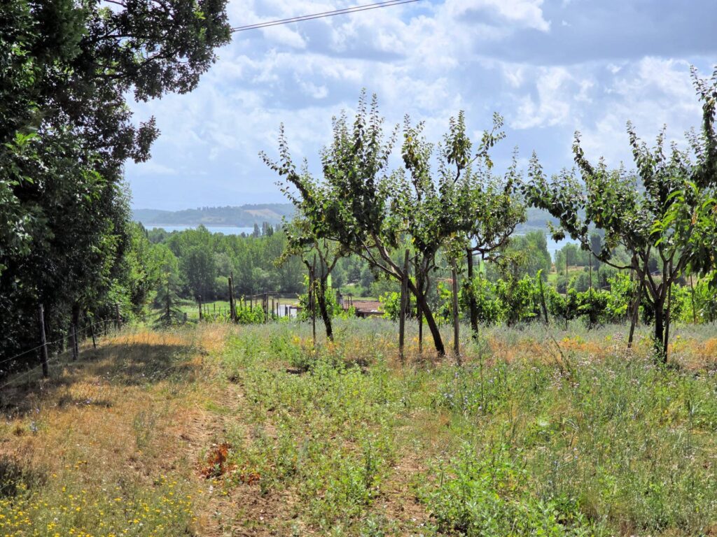 1647-Porzione terratetto di villetta bifamiliare con annessi e ampio terreno in posizione panoramica-Barberino di Mugello-8 Agenzia Immobiliare ASIP