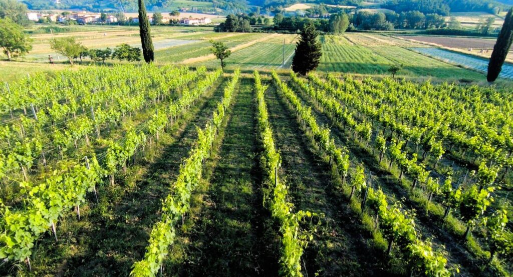 1699-Azienda agricola composta da alcuni fabbricati e ampio terreno seminativo con vigneto-San Miniato-11 Agenzia Immobiliare ASIP