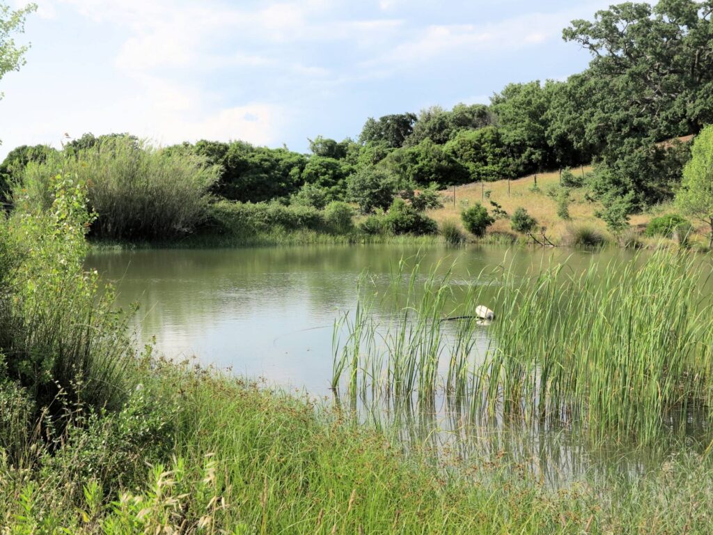1434-Azienda agricola in posizione collinare con vista mare-Magliano in Toscana-2 Agenzia Immobiliare ASIP