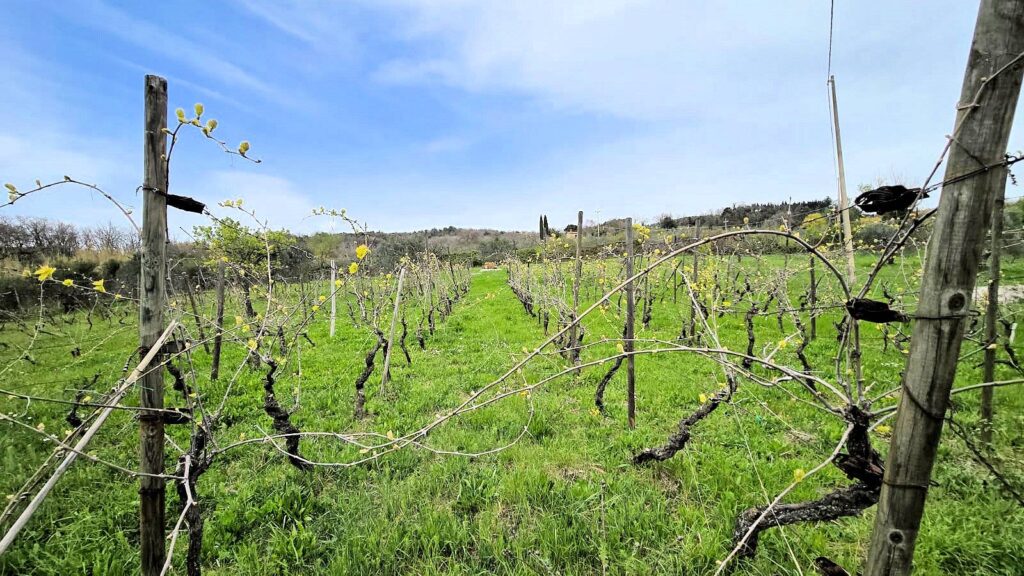 1510-Podere in posizione collinare con ampio terreno e vista panoramica fino al mare-Roccastrada-7 Agenzia Immobiliare ASIP