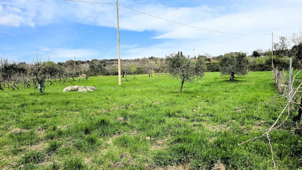 1510-Podere in posizione collinare con ampio terreno e vista panoramica fino al mare-Roccastrada-17 Agenzia Immobiliare ASIP