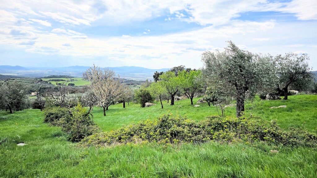1510-Podere in posizione collinare con ampio terreno e vista panoramica fino al mare-Roccastrada-3 Agenzia Immobiliare ASIP