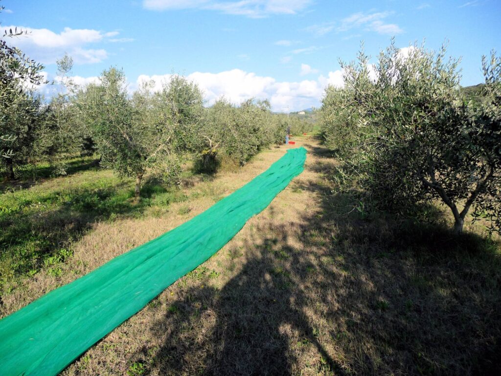 663-Complesso agrituristico con parco e piscina-Massa Marittima-15 Agenzia Immobiliare ASIP