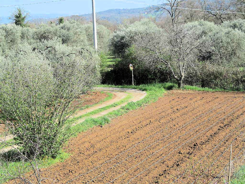 805-Podere panoramico in Maremma-Gavorrano-2 Agenzia Immobiliare ASIP