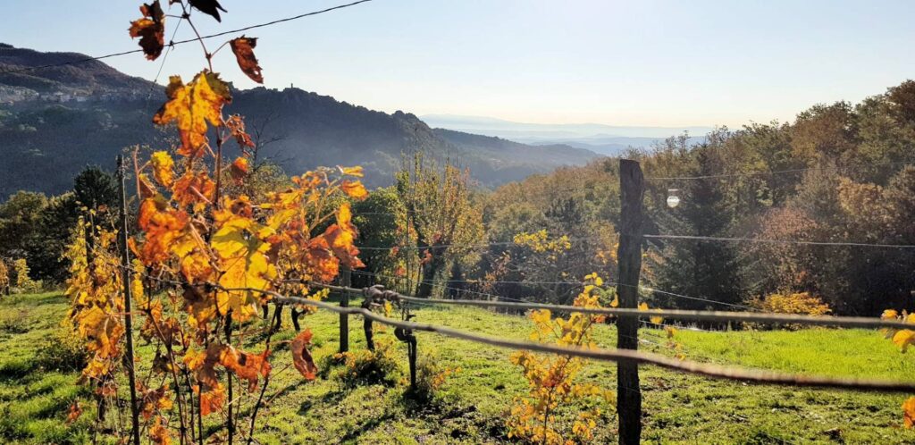 1507-Casa indipendente ristrutturata con terreno e vista panoramica-Roccastrada-2 Agenzia Immobiliare ASIP
