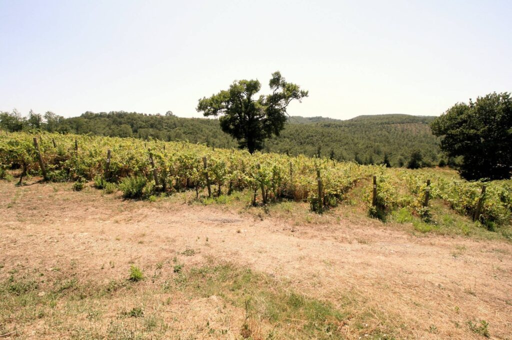 1541-Azienda vitivinicola con produzione di vini di alta qualita' in posizione collinare con vista panoramica-Scansano-2 Agenzia Immobiliare ASIP