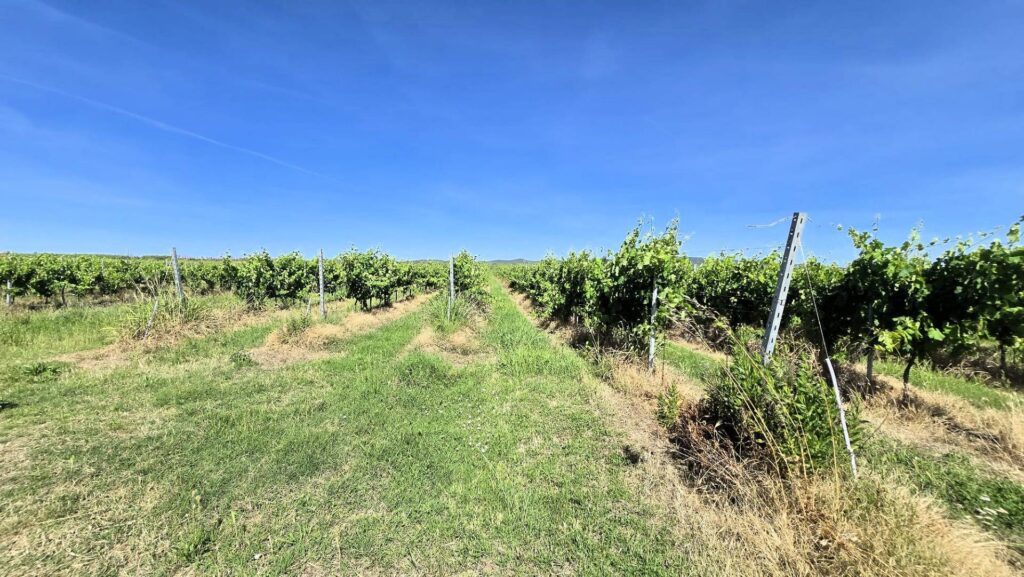 1715-Azienda agricola con vigneto ed oliveto-Scarlino-10 Agenzia Immobiliare ASIP