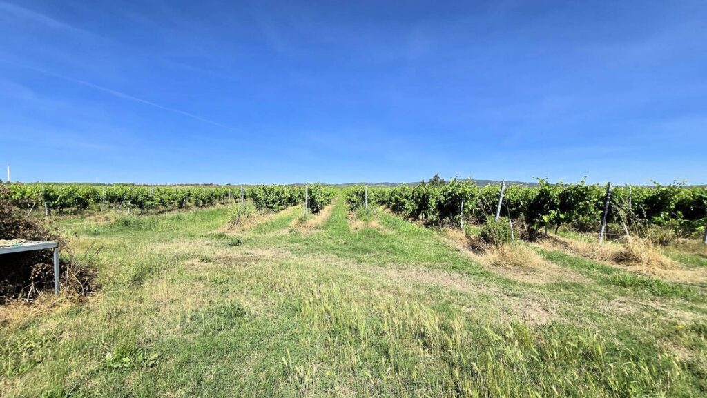 1715-Azienda agricola con vigneto ed oliveto-Scarlino-12 Agenzia Immobiliare ASIP