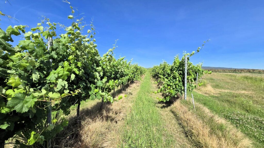 1715-Azienda agricola con vigneto ed oliveto-Scarlino-4 Agenzia Immobiliare ASIP