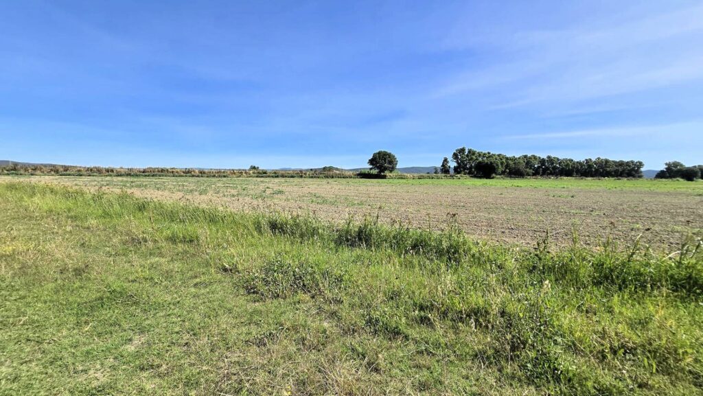 1715-Azienda agricola con vigneto ed oliveto-Scarlino-3 Agenzia Immobiliare ASIP