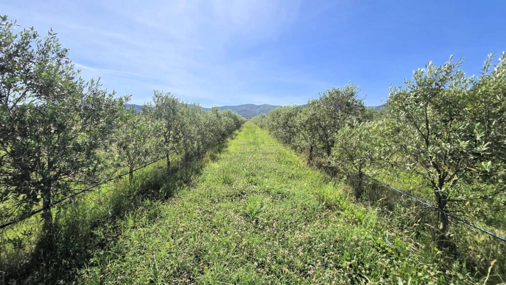 1715-Azienda agricola con vigneto ed oliveto-Scarlino-9 Agenzia Immobiliare ASIP