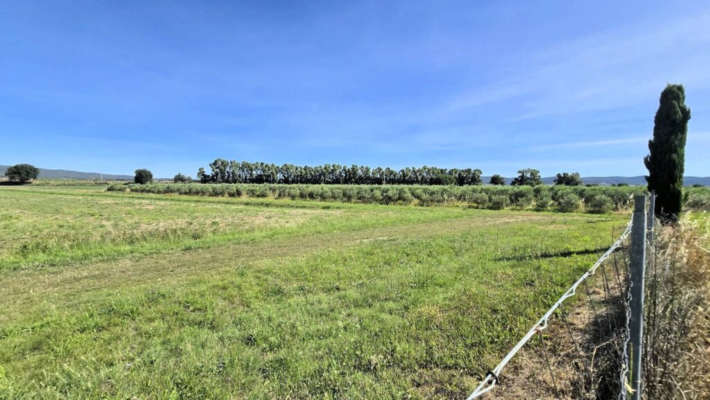 1715-Azienda agricola con vigneto ed oliveto-Scarlino-14 Agenzia Immobiliare ASIP