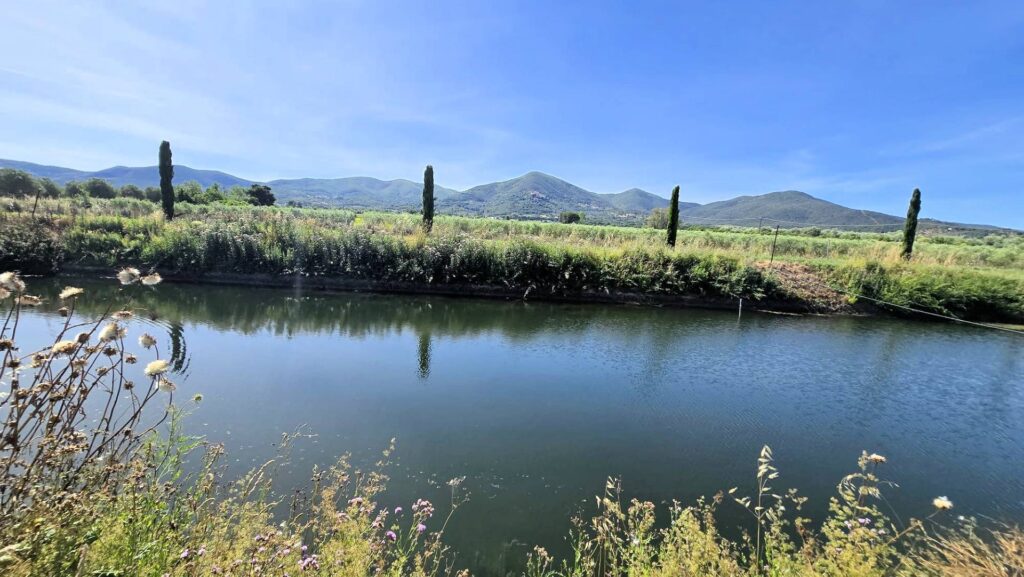 1715-Azienda agricola con vigneto ed oliveto-Scarlino-7 Agenzia Immobiliare ASIP