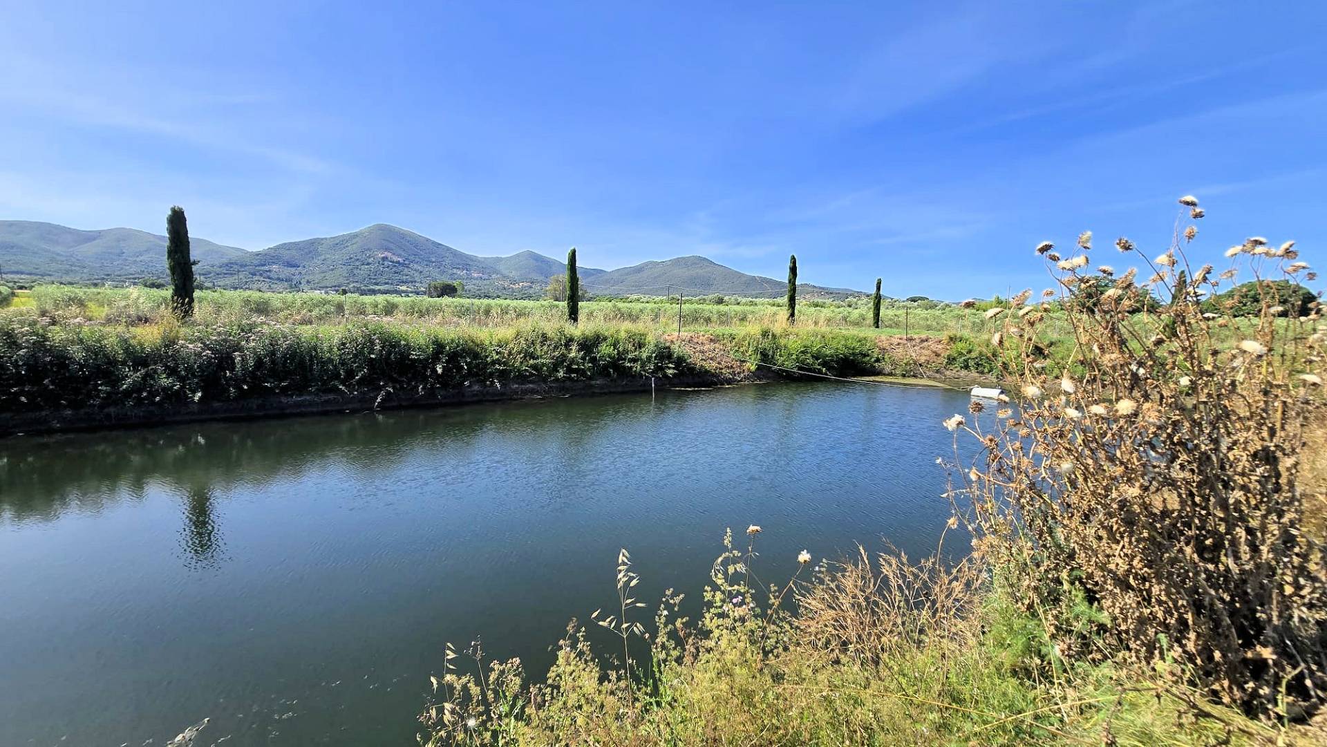 1715-Azienda agricola con vigneto ed oliveto-Scarlino-1 Agenzia Immobiliare ASIP