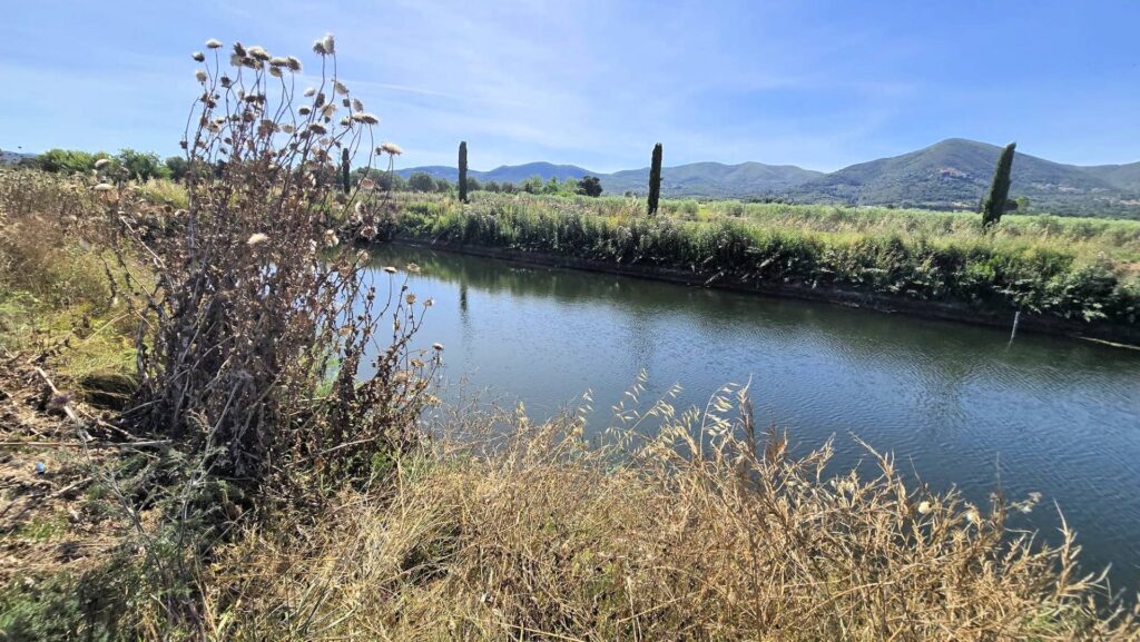 1715-Azienda agricola con vigneto ed oliveto-Scarlino-15 Agenzia Immobiliare ASIP