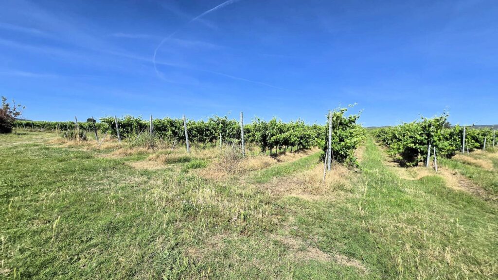 1715-Azienda agricola con vigneto ed oliveto-Scarlino-2 Agenzia Immobiliare ASIP
