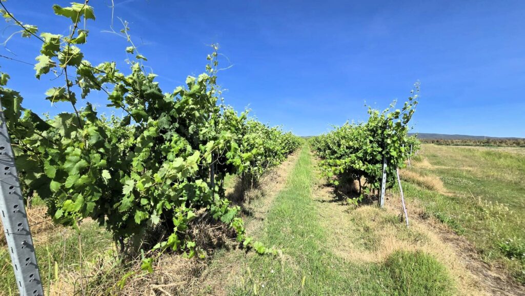 1715-Azienda agricola con vigneto ed oliveto-Scarlino-16 Agenzia Immobiliare ASIP