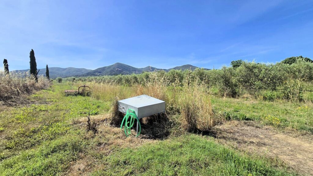 1715-Azienda agricola con vigneto ed oliveto-Scarlino-17 Agenzia Immobiliare ASIP
