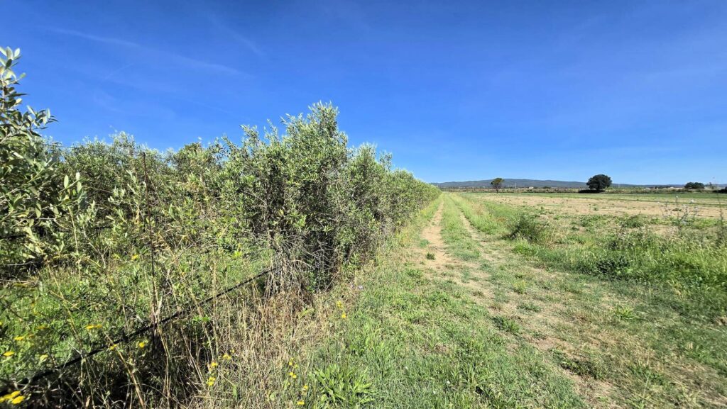 1715-Azienda agricola con vigneto ed oliveto-Scarlino-18 Agenzia Immobiliare ASIP