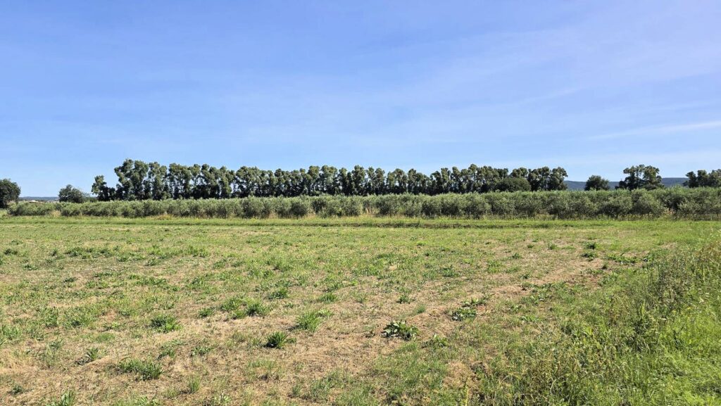 1715-Azienda agricola con vigneto ed oliveto-Scarlino-20 Agenzia Immobiliare ASIP
