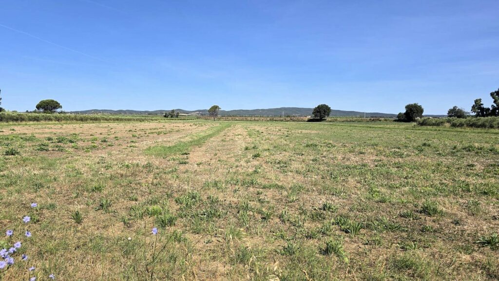 1715-Azienda agricola con vigneto ed oliveto-Scarlino-21 Agenzia Immobiliare ASIP