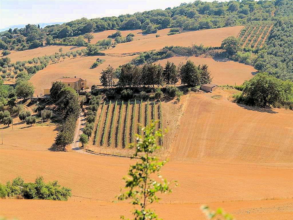 1723-Podere da ristrutturare con ampio terreno in posizione panoramica-Magliano in Toscana-3 Agenzia Immobiliare ASIP