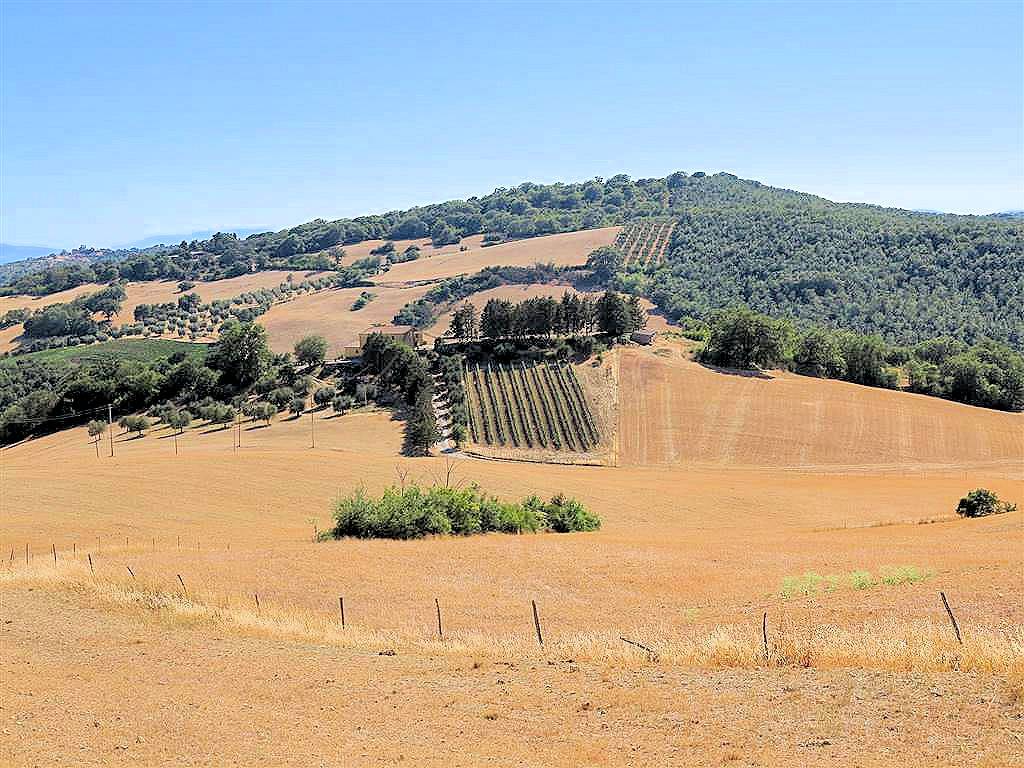 1723-Podere da ristrutturare con ampio terreno in posizione panoramica-Magliano in Toscana-6 Agenzia Immobiliare ASIP