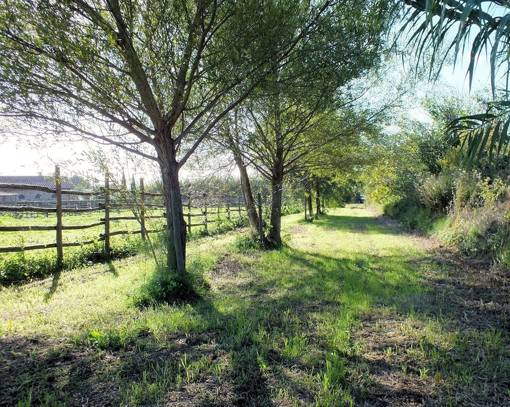 390-Piccola azienda agricola con possibilita' di costruire villa di campagna-Pitigliano-5 Agenzia Immobiliare ASIP