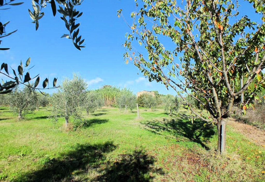 390-Piccola azienda agricola con possibilita' di costruire villa di campagna-Pitigliano-8 Agenzia Immobiliare ASIP