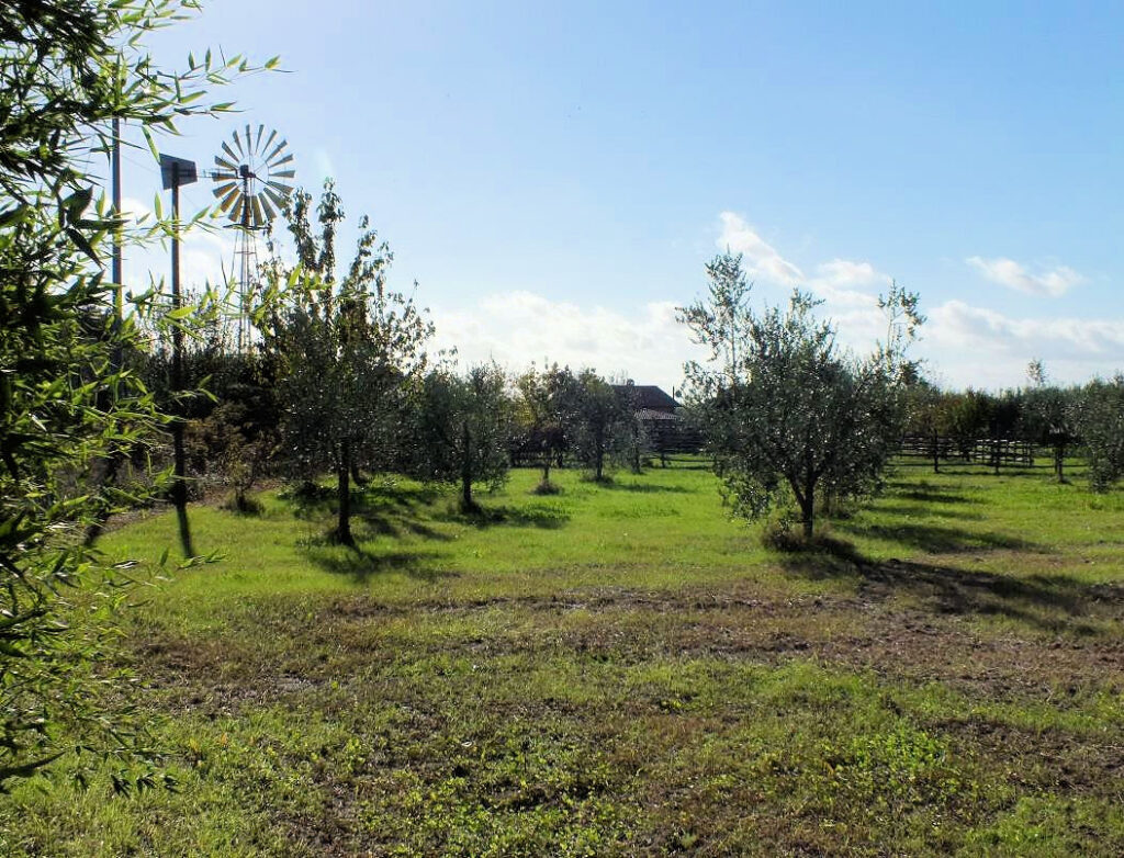390-Piccola azienda agricola con possibilita' di costruire villa di campagna-Pitigliano-11 Agenzia Immobiliare ASIP